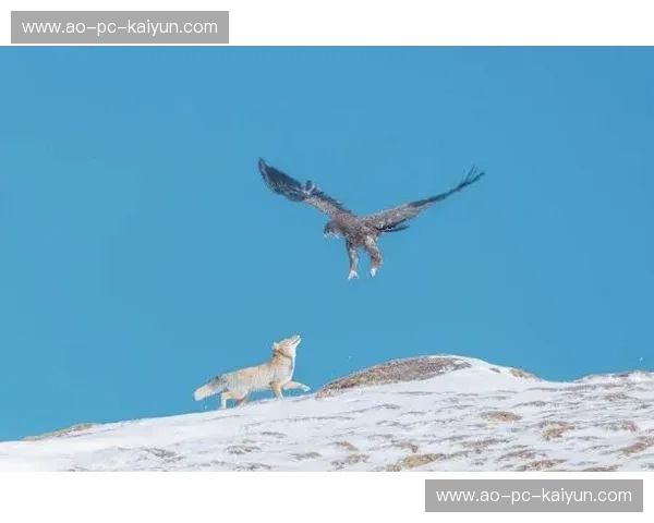 蓝桥铁血遇上巴尔干之鹰:一场跨越时空的意志巅峰对决 蓝桥铁血遇上巴尔干之鹰:一场跨越时空的意志巅峰对决